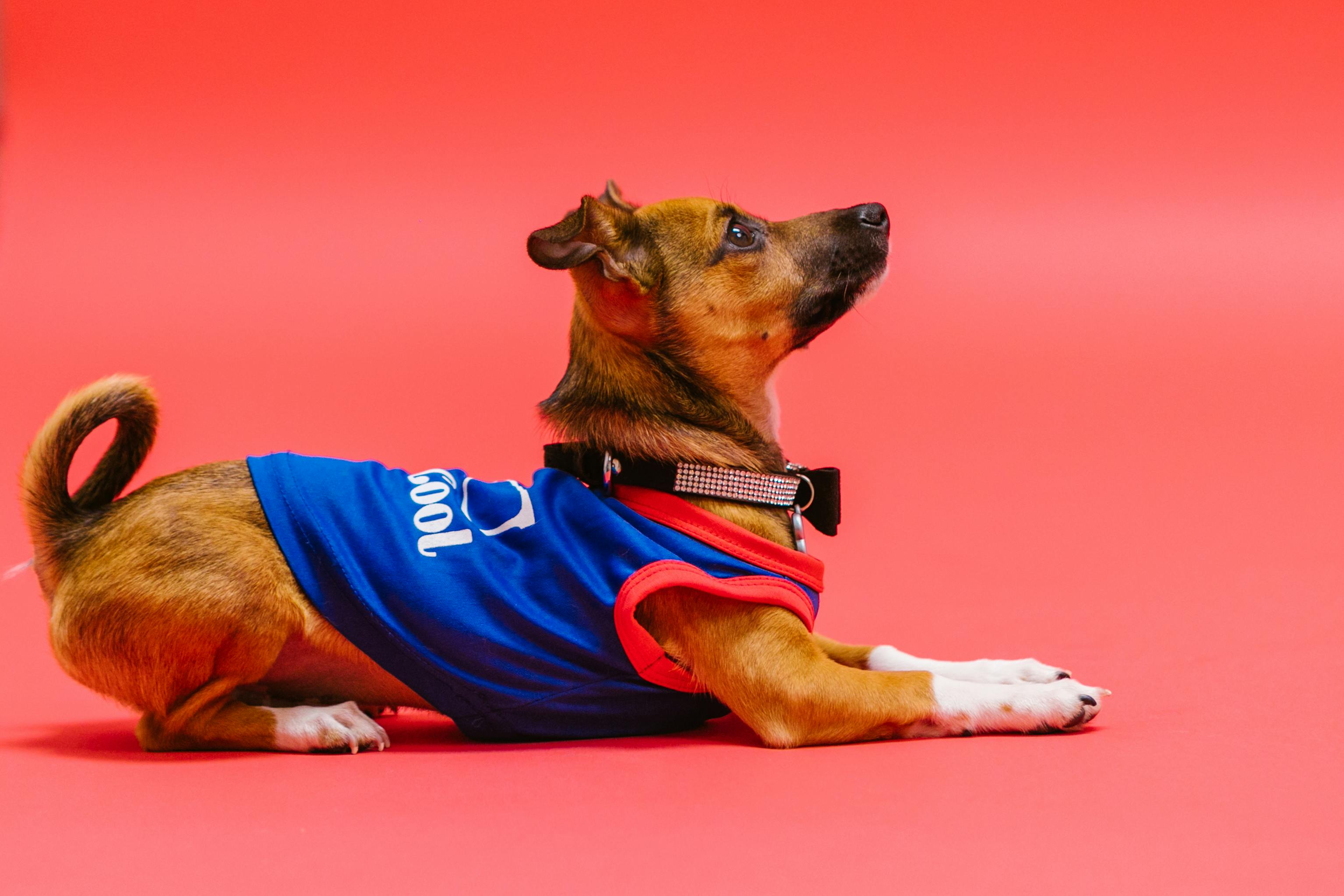 Side profile of a chihuahua dog wearing a blue shirt on a vibrant red studio backdrop.
