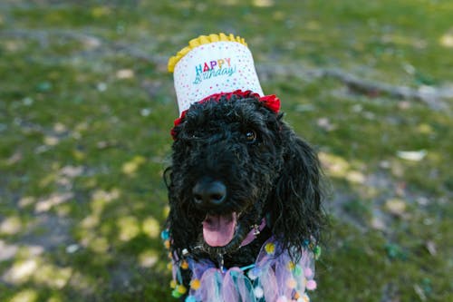 Photos gratuites de animal domestique, arrière-plan flou, caniche