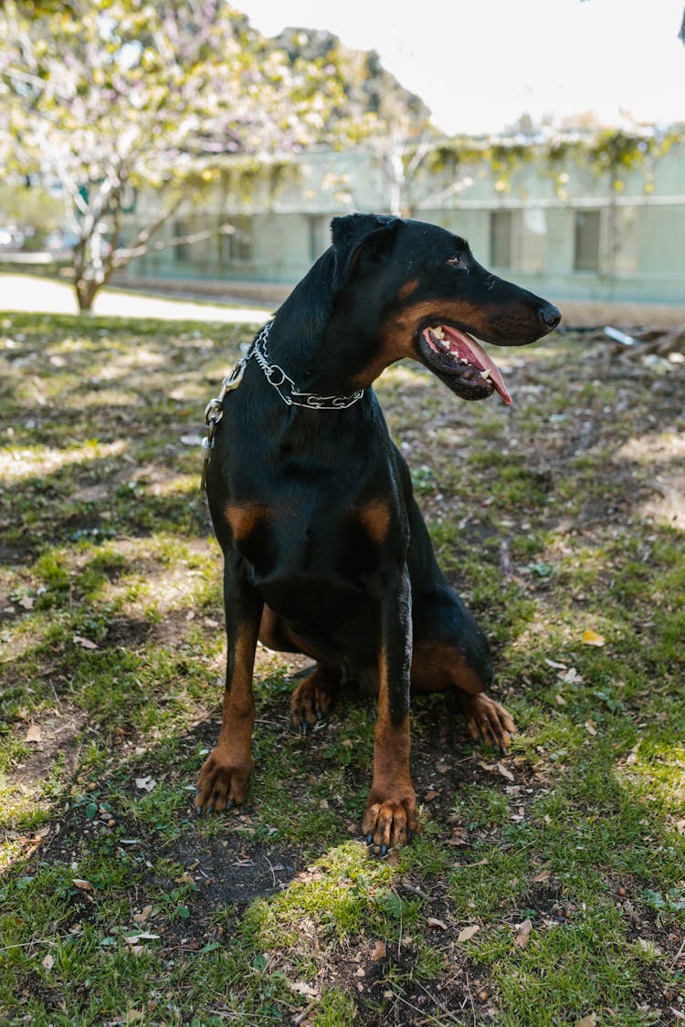 Black Doberman Sitting On Grass