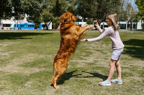 Gratis Fotos de stock gratuitas de animal domestico, canino, golden retriever Foto de stock