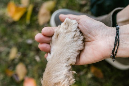 DIY Paw Cleaner Trend for Mud, Rain & Paws