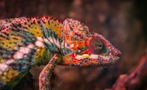 彩色变色龙头部的特写，展示了户外环境中充满活力的鳞片细节