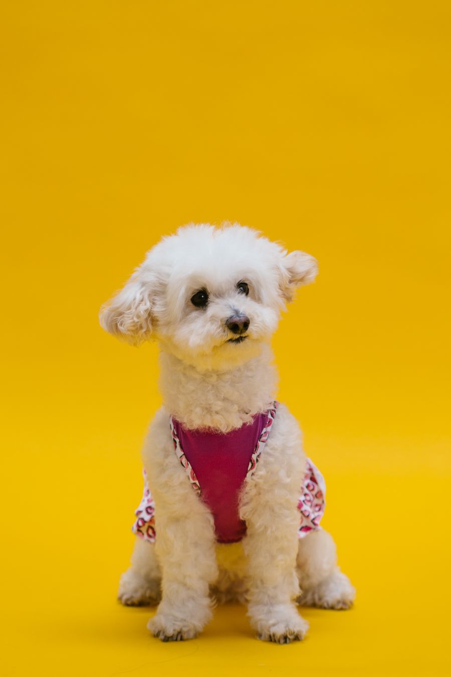 A poodle posing against a yellow studio backdrop