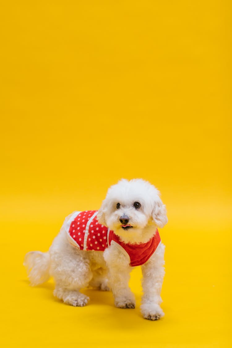 White Poodle On Yellow Surface