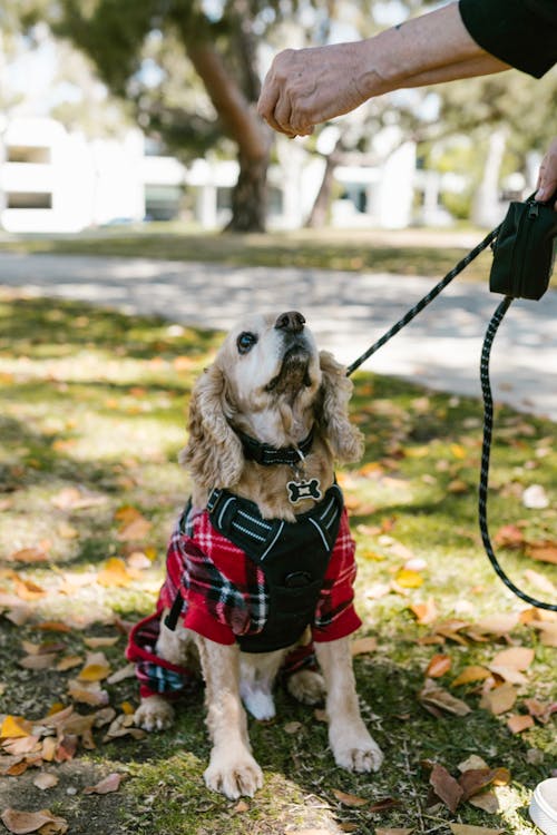 Gratis lagerfoto af brun hund, cocker-spaniel, græs