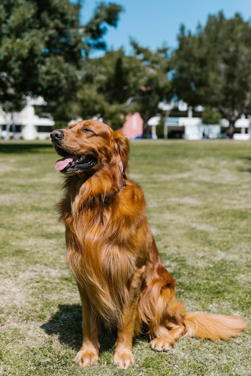 Darmowe zdjęcie z galerii z fotografia zwierzęcia, futrzany, golden retriever