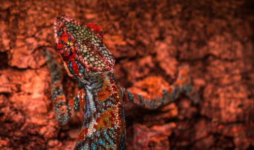 클로즈업 사진 여러 가지 빛깔의 도마뱀