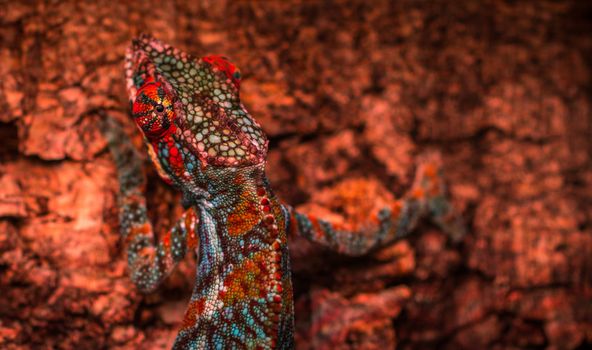 chameleon photo