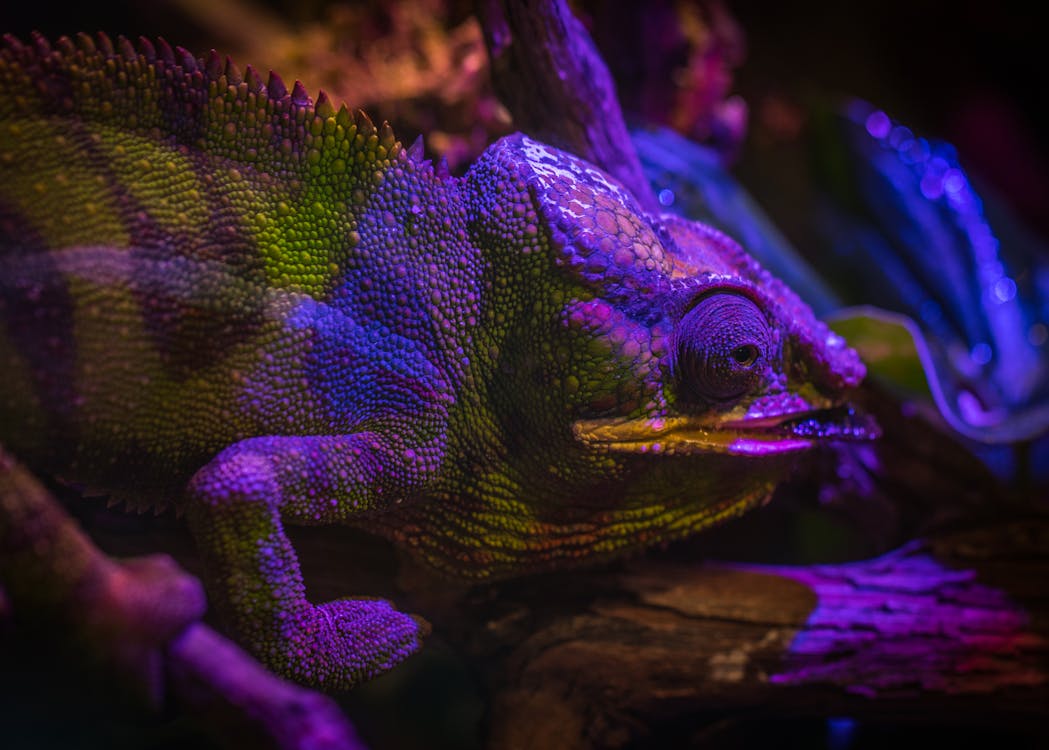 Free Green and Purple Chameleon Stock Photo