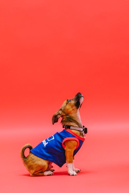 Free Cute dog sitting in blue shirt against a vibrant red background. Stock Photo