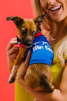 A joyful woman holding a cute chihuahua wearing a blue shirt against a vibrant red background.