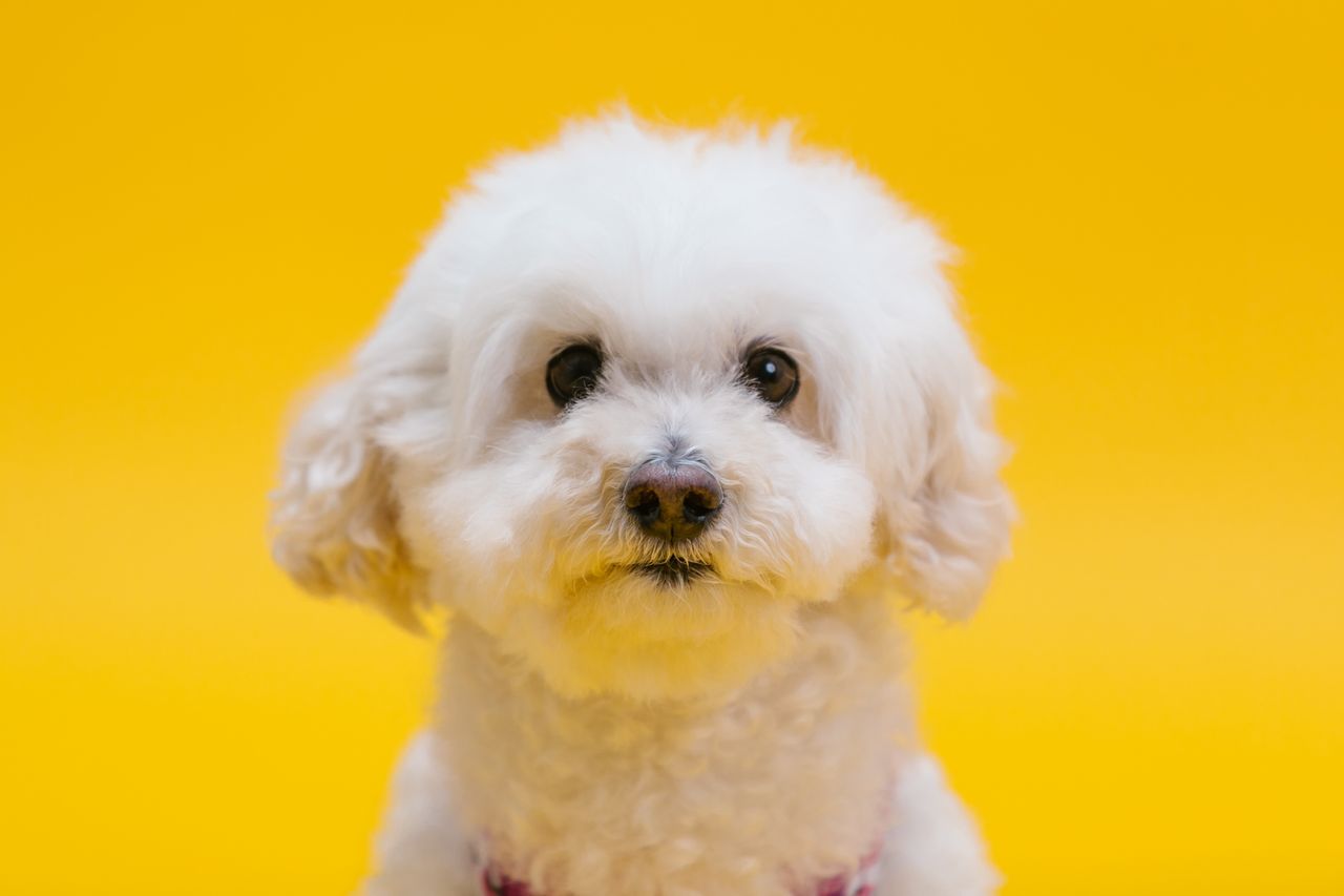 charming white puppy photographed in front of a vibrant yellow backdro