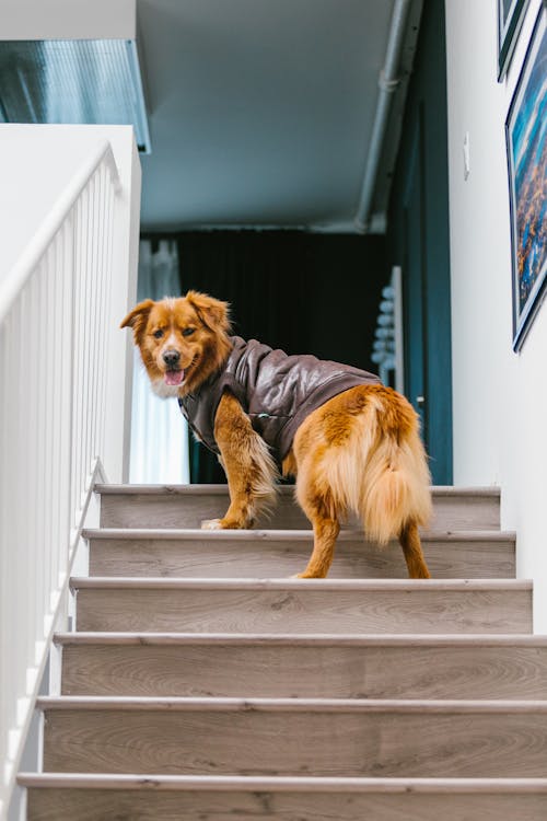 Free Photo of Dog on Stairs Stock Photo