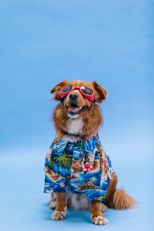 Ingyenes stockfotó barna kutya, dog-fotózás, elegáns témában