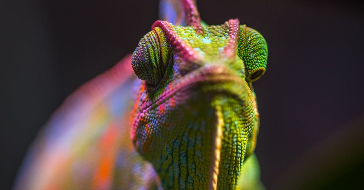 Free stock photo of animals, chameleon
