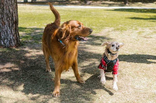 Free Photo of Dogs at the Park Stock Photo