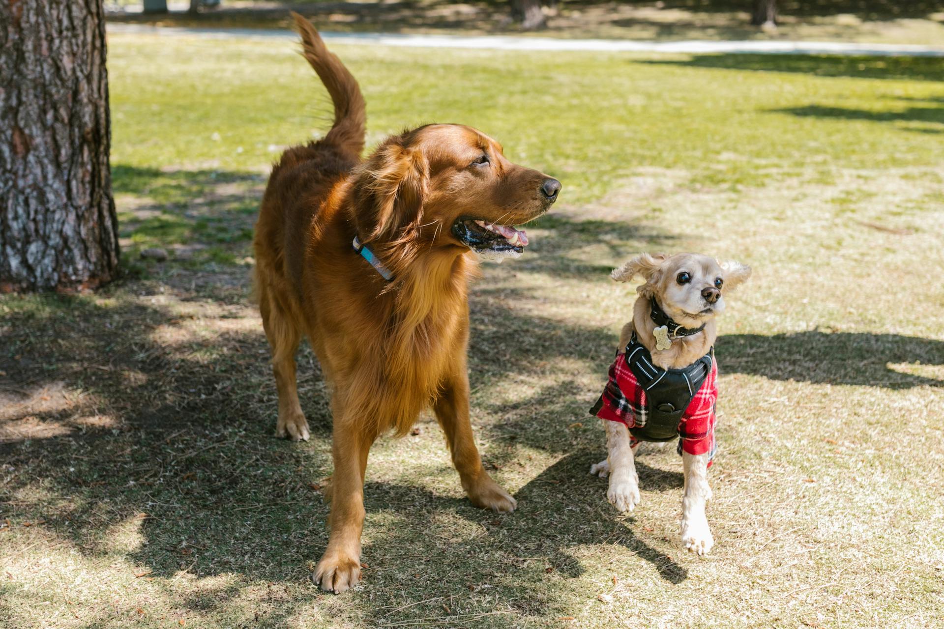 Photo of Dogs at the Park