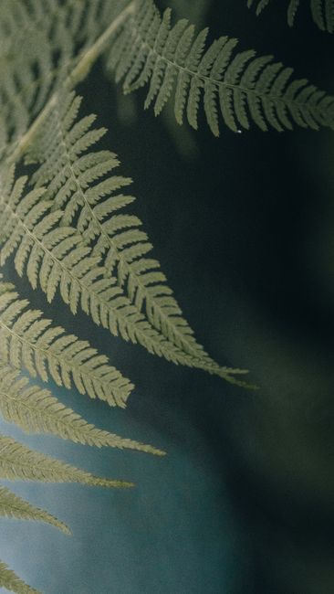 Twig of natural fern plant with delicate green leaves growing in nature in summer