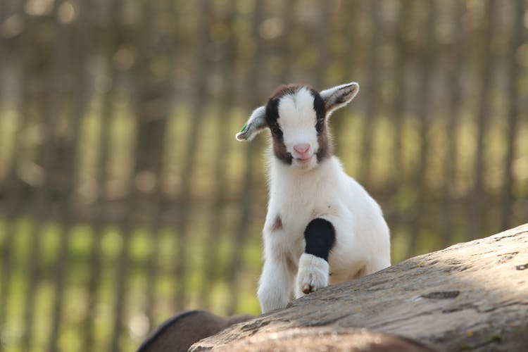 Baby Goat Climbing On Stone