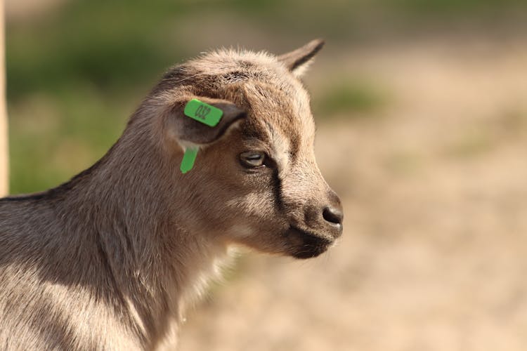 Juvenile Goat With Tag On Ear