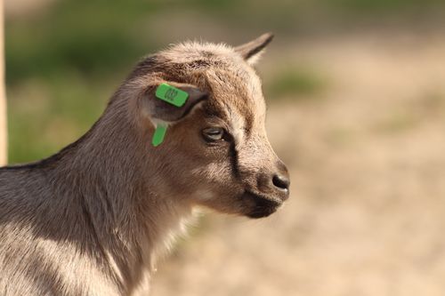 Free Head of baby goat with beige fur and number tag on ear on blurred background of countryside Stock Photo
