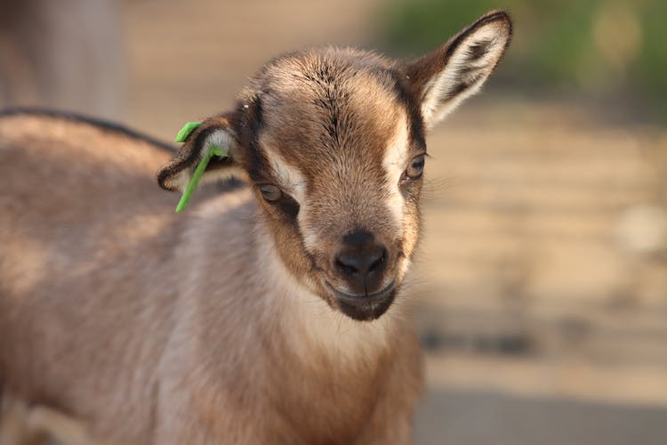 Baby Goat On Farm In Summer