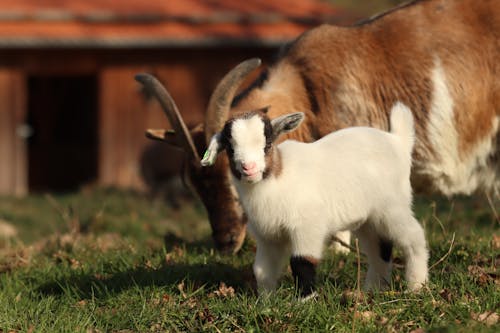 Baby near goat on pasture