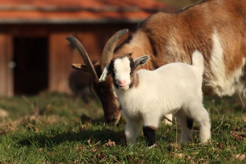 Free Cute fluffy goat juvenile standing on grass near grazing mother on summer day farm Stock Photo