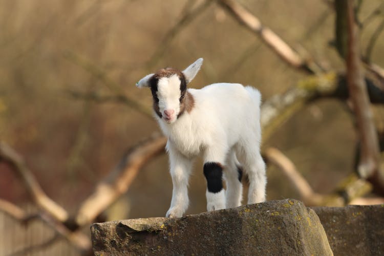 Small Wild Goat With Brown Spots On Rough Stone