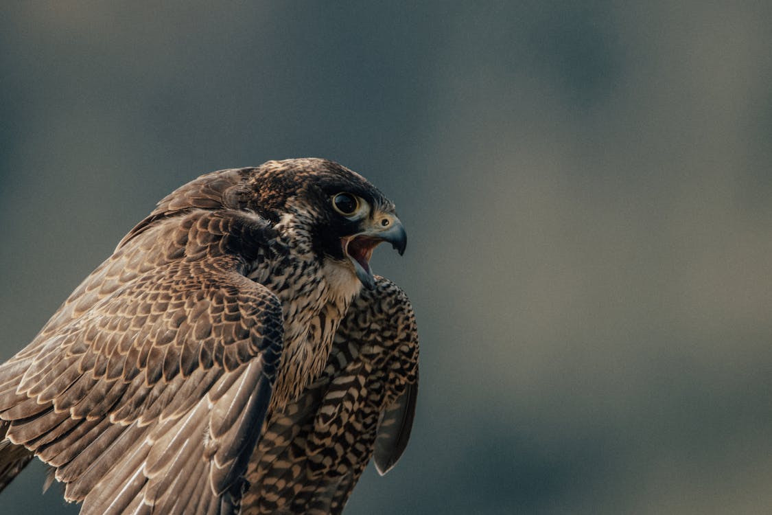 Wild falcon with opened beak and brown plumage