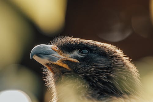 Wild eagle with brown and black feathers and shiny eyes on blurred background of nature