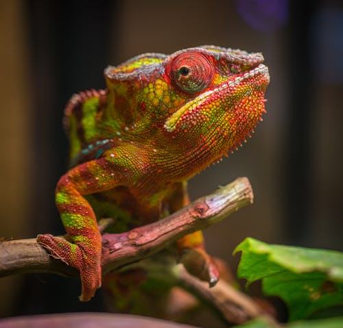 빨강 및 녹색 파충류의 선택적 초점 사진