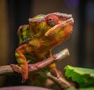 这张迷人的照片展现了变色龙充满活力地融入环境