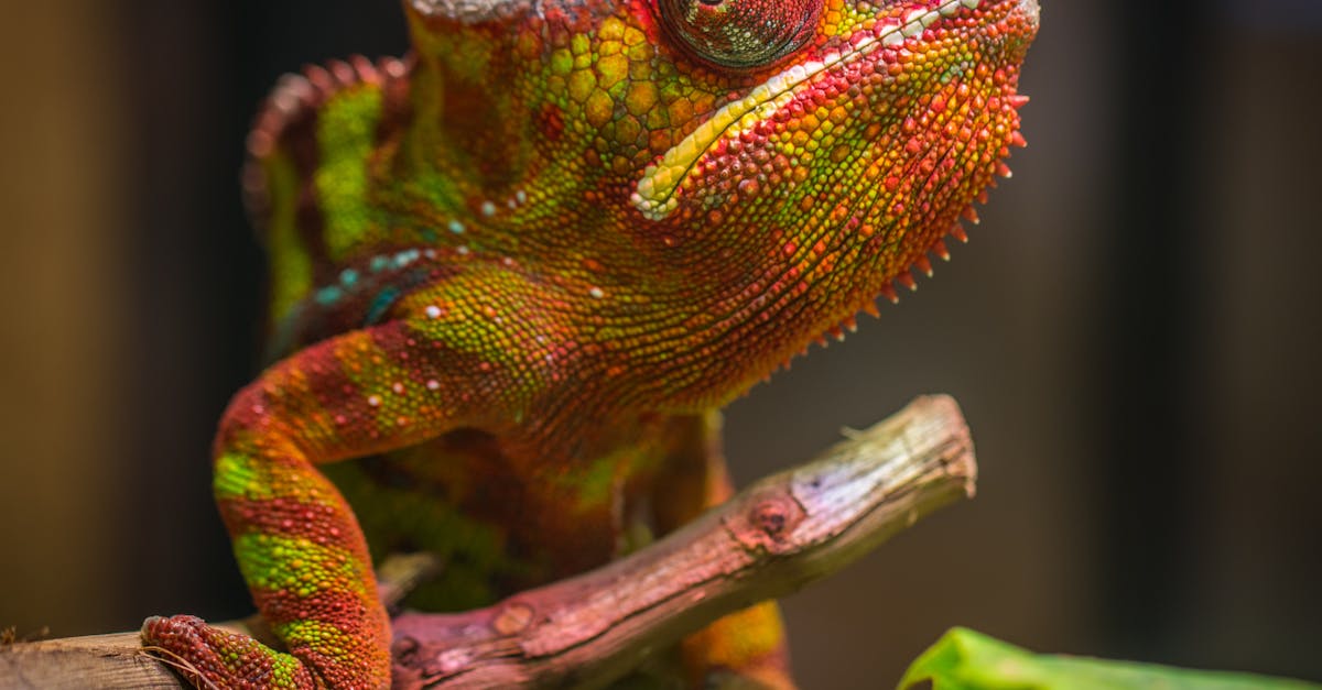 Selective Focus Photography of Red and Green Reptile