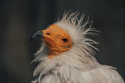Egyptian vulture with soft white feathers