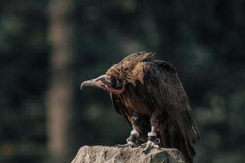 Predatory hooded vulture with brown feathers and long sharp beak on blurred background of nature
