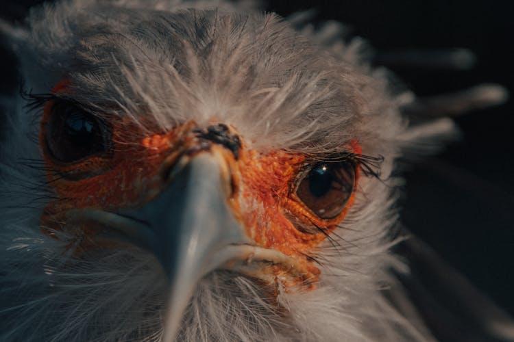 Graceful Egyptian Vulture With Orange Skin And White Plumage