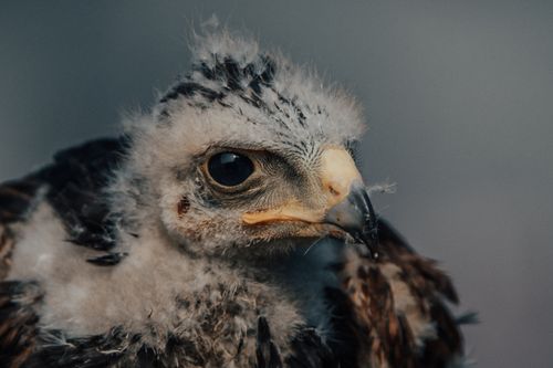 Free Wild brown and white predatory circaetus with soft feathers on gray background in nature Stock Photo