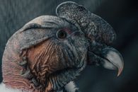 Wild Andean condor with sharp beak