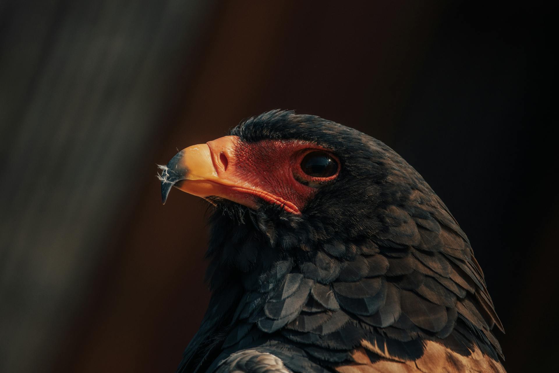 Wild predatory eagle with black feather and shiny eyes on blurred background in daytime