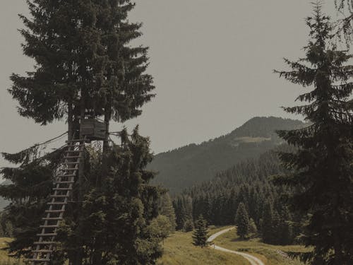 Small house on tree in green forest with verdant glades and mountains on background under gray sky