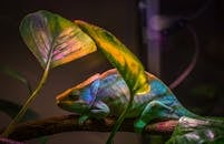 一条色彩缤纷的变色龙栖息在枝叶繁茂的树枝上