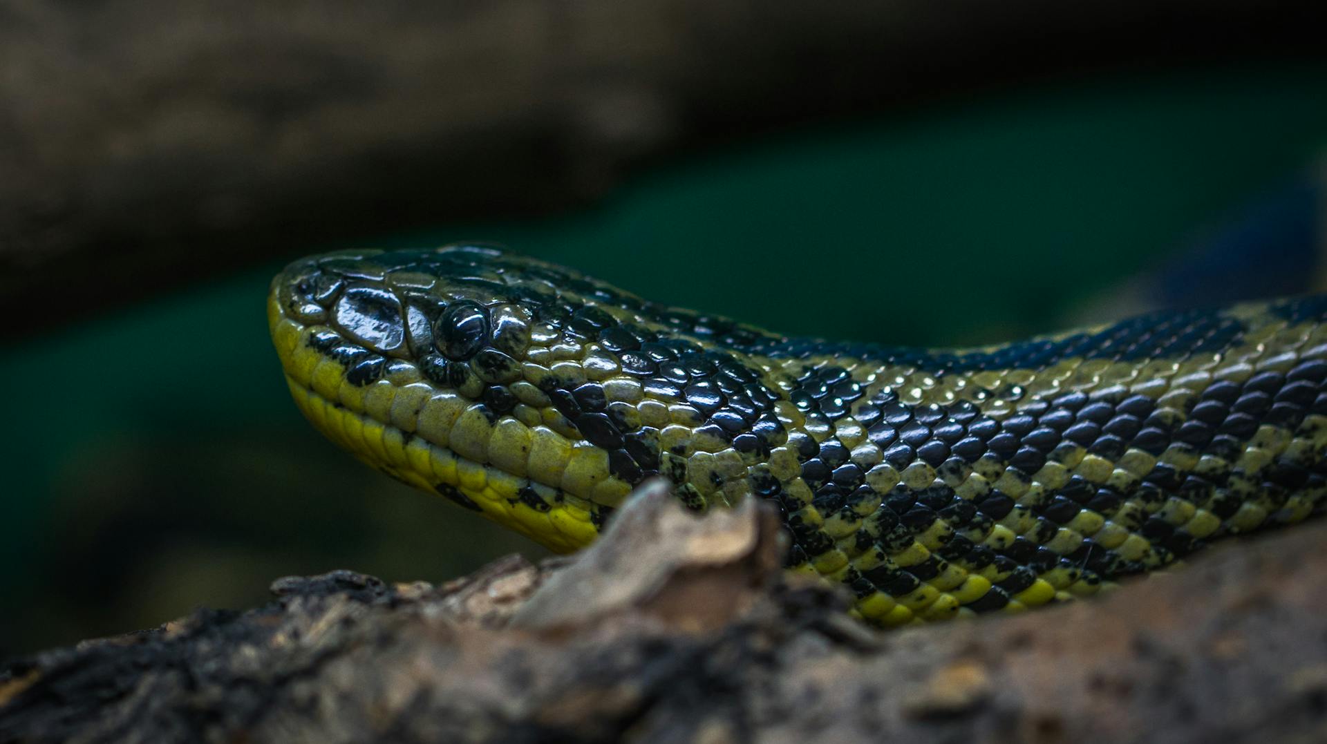 Green and Black Python