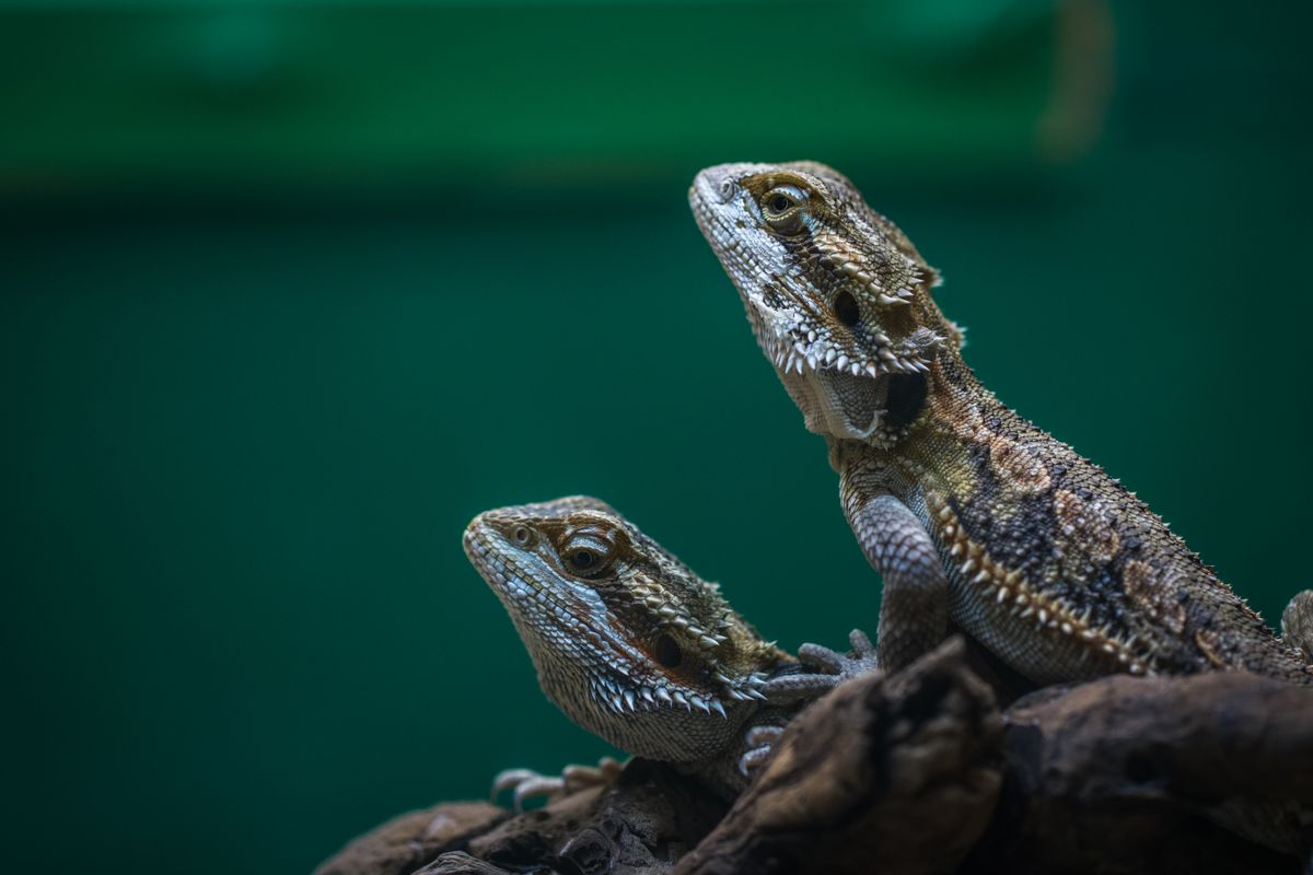 pogona a vendre - Comment reconnaître un pogona en bonne santé