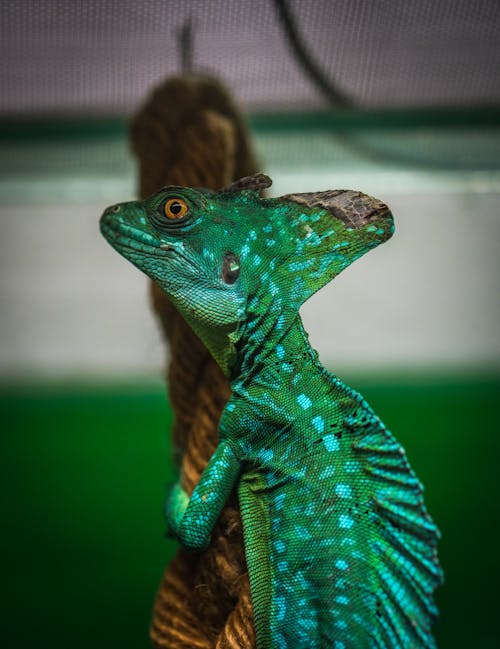 Green Chameleon on Brown Wood Slab