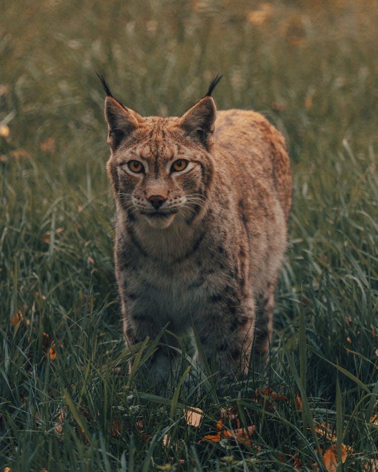 Curious Wild Lynx In Meadow With Fresh Grass