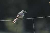 Little gray fluffy bird with long tail with fly in beak on blurred background of nature