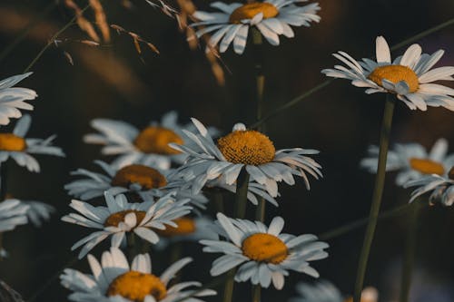 Foto profissional grátis de □ gentil, amarelo, ao ar livre