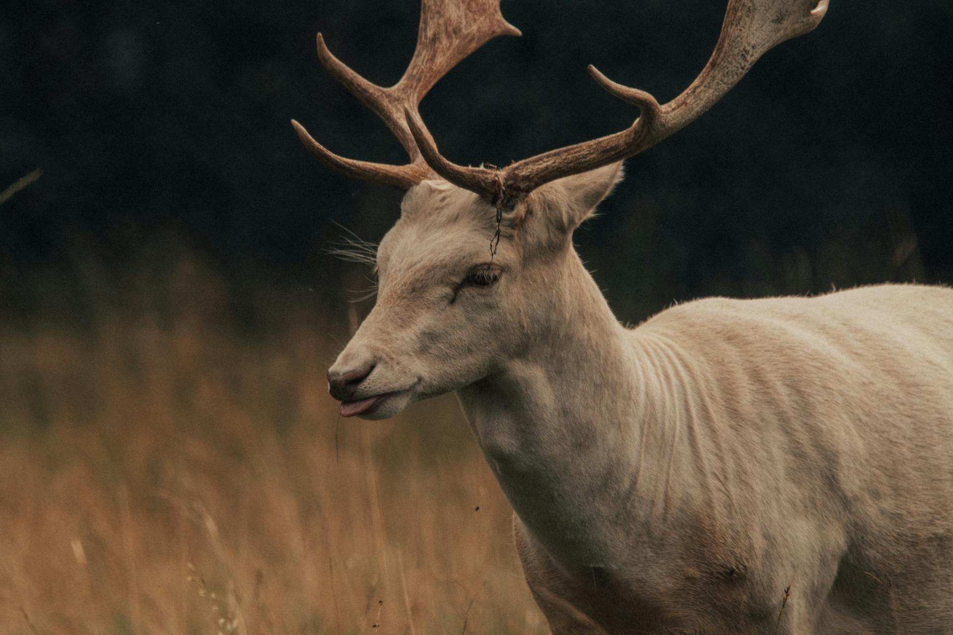 Graceful deer with long antlers pasturing in field