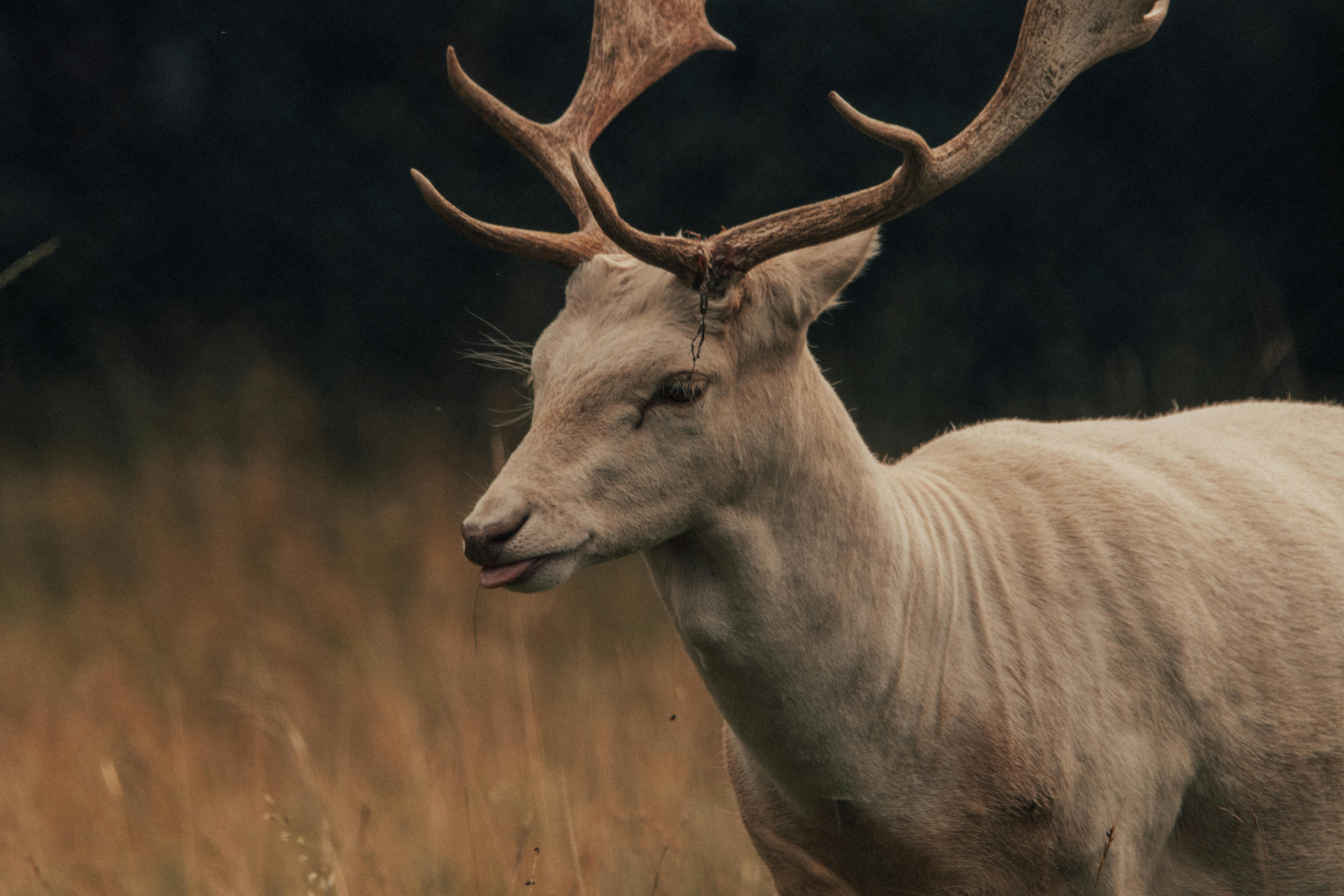 Wild about antlers - Inside Ecology